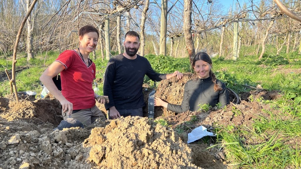 kiwi-deperissement-exploitation-perpignan-vertigo