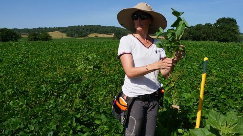 couvrir-sol-adaptation-climatique-1